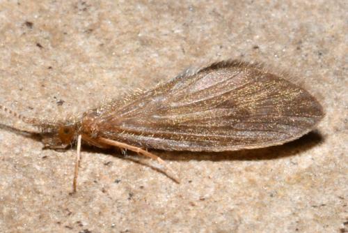 Lepidostoma hirtum